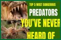 10 Terrifying And Deadly Predators You've Never Heard Of
