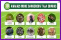 15 Animals Surprisingly More Deadly Than Sharks