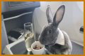 Bunny in a bow tie lives the high life flying business class with owner and being served nuts by stewardesses