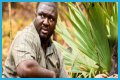 Nonso Anozie - Zoo Cast Member
