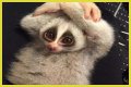 These 9 Adorable Animals Should Actually Terrify You